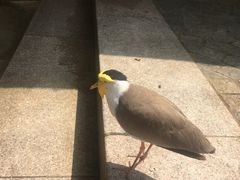 -新加坡飞禽公园