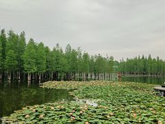 -白鹭湾湿地公园