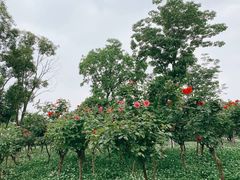 -滨湖塘西河公园