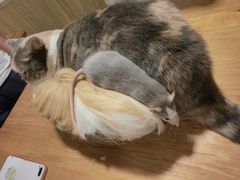 -藦茜花园宠物主题亲子互动体验馆(国顺东路店)