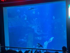 -太平洋海底世界