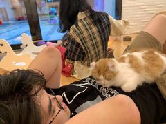-momokira米努特·德文卷毛猫·棉花面纱犬
