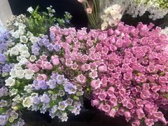 -双季花艺园艺市场(浦东店)