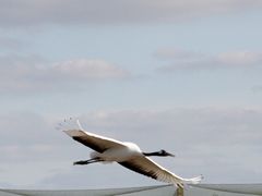-盐城丹顶鹤湿地生态旅游区