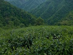 -黄山太平湖风景区