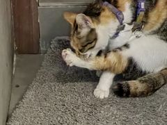 -Again Coffee Roaster(香蜜湖店)