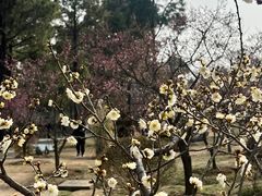 -梅花山(明孝陵内)