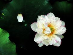 -陈家山荷花公园