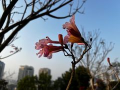 -狐尾山公园