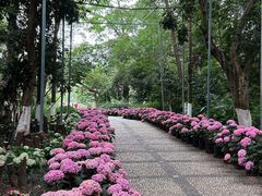 -广西壮族自治区药用植物园
