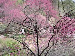-庐山风景名胜区-东林大佛