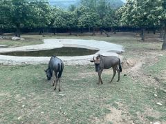 -西安秦岭野生动物园