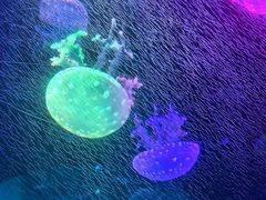 -海合安成都极地海洋公园