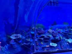 -上海海洋水族馆