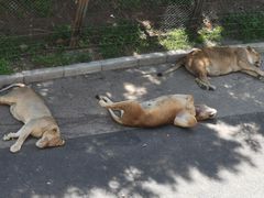 -大连森林动物园