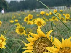 -汉长安城未央宫国家考古遗址公园