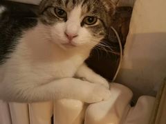 -海边的猫和咖啡馆