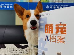 -申普宠物医院·心脏介入·心血管微创(总院)