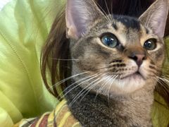 -柴迷FANS CLUB·柴犬狗咖·猫咖
