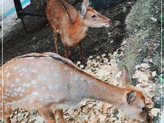 -北京鹿世界主题园