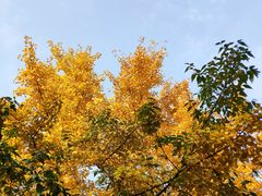 -三圣花乡旅游区