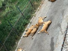 -大连森林动物园