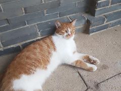 -龙华素斋(龙华路店)