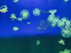 -江和美海洋公园