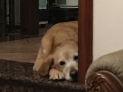 -爱侣宠医·鹦鹉专科·小型哺乳类·异宠专科(灵石路店)