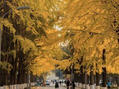 -四川大学(望江校区)