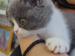 -小猫来了·猫舍(红山六九七九店)