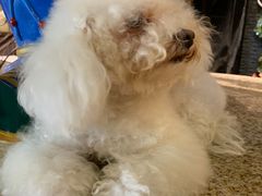 -more than meow吴止猫主题餐厅(承德 中船汇店)