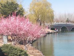 -大兴滨河森林公园