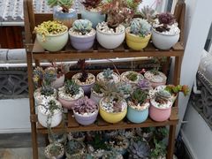 -蜜舍咖啡(洋人街店)