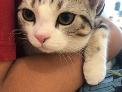 -飞行喵MR PILOT|猫舍·猫咖(静安大融城店)