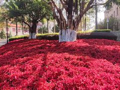 -厦门大学(思明校区)