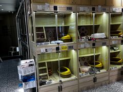 -momokira米努特·德文卷毛猫·棉花面纱犬