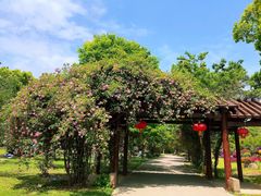 -鹅湖玫瑰文化园