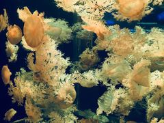 -多彩贵州城极地海洋世界