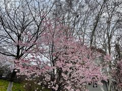 -武汉大学-樱园