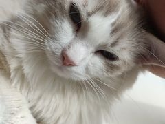 -飞行喵MR PILOT|猫舍·猫咖(静安大融城店)