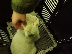 -特一安24小时宠物医院·骨科·中兽医