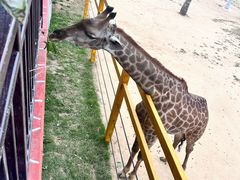 -西霞口神雕山野生动物世界