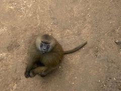 -西霞口神雕山野生动物世界