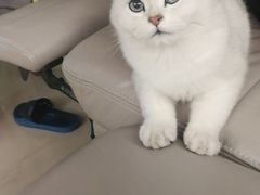 -袖虎·猫馆(体育西路店)