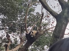 -都江堰中华大熊猫苑