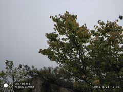 -合肥滨湖国家森林公园