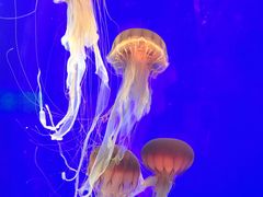 -上海海洋水族馆