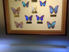 iphone_upload_pic-上海昆虫博物馆