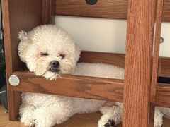 -安安宠医·臻爱宠物医院·宠保定点(营门口路分院)